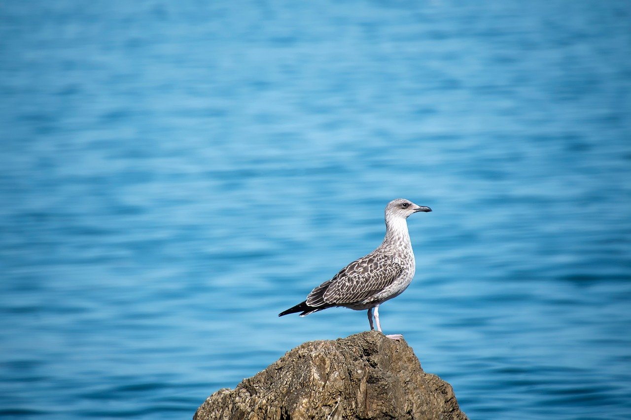 seagull, sea, bird, marina, water, stone, nature, waves
