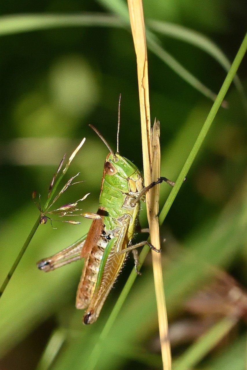 grasshopper, insect, nature, close up, hay horse, meadow, green, summer, grass, sunset, summer meadow