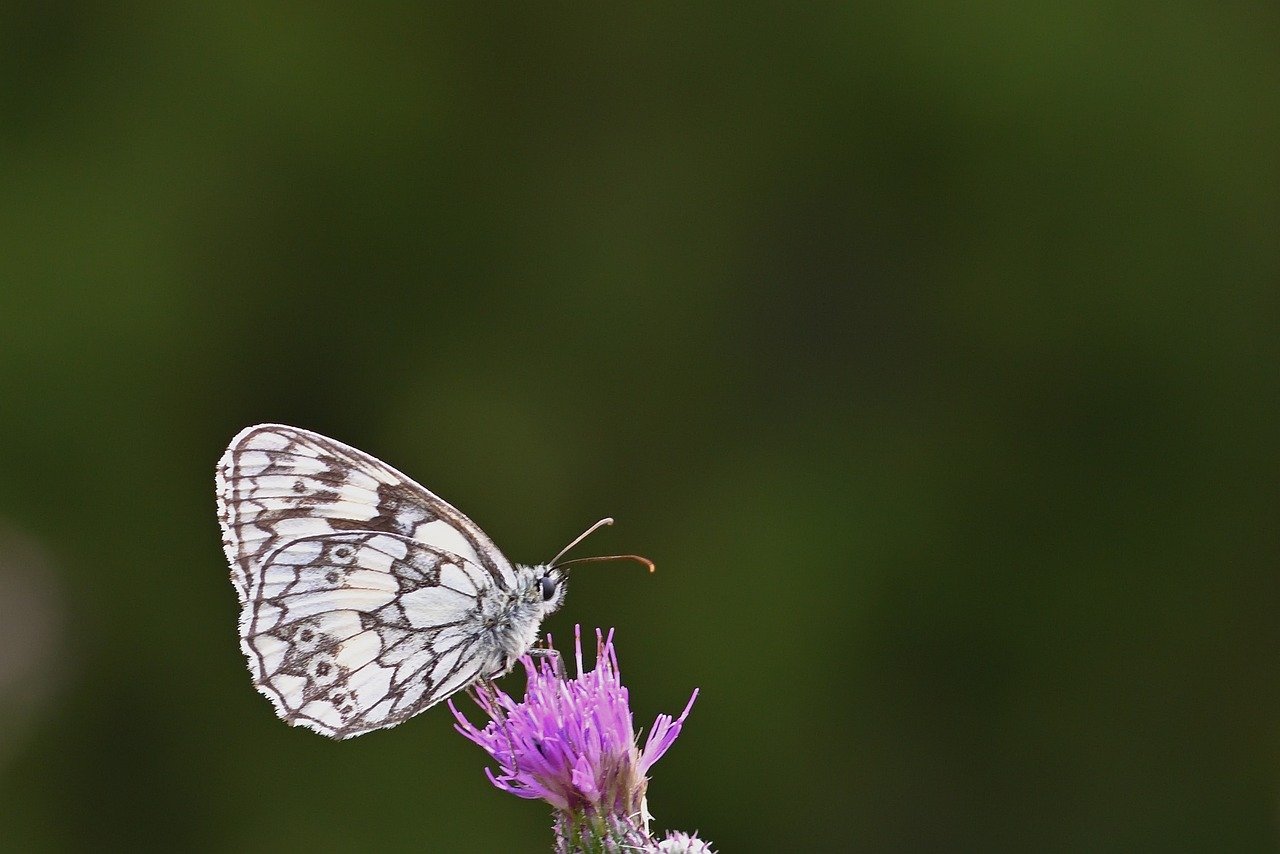 butterfly, checkerboard, close up, sunset, insect, thistle, blossom, bloom, butterflies, summer, meadow, nature
