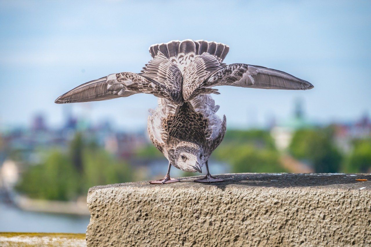 water, sea, baltic sea, bird, animal, water bird, gull, wing, plumage, beak, coast, omnivorous, flight artists, beach, sand, acrobatics, flapping its wings, nature