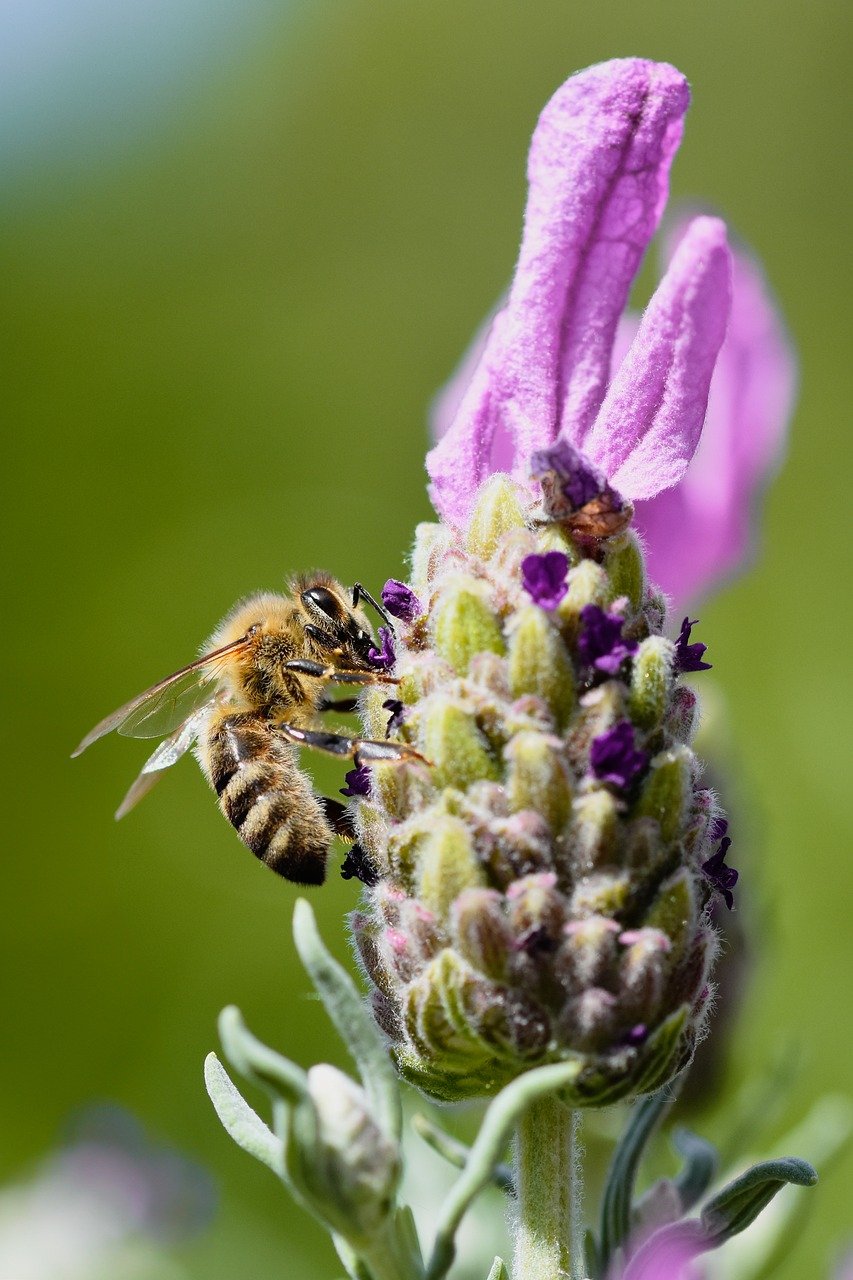 bee, lavender, flower wallpaper, insect, nature, close up, beautiful flowers, macro, pollination, honey bee, wing, entomology, blossom, bloom, nectar, pollen, flower, violet, flower background, spring, garden, flora, biology, eco system