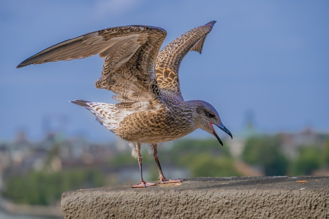 gull, nature, bird, sea, ornithology, brown feathers, young seagull, water bird, sea bird, wildlife, departure, animal photo, bird watching, wing, coast, bird wallpaper, close up