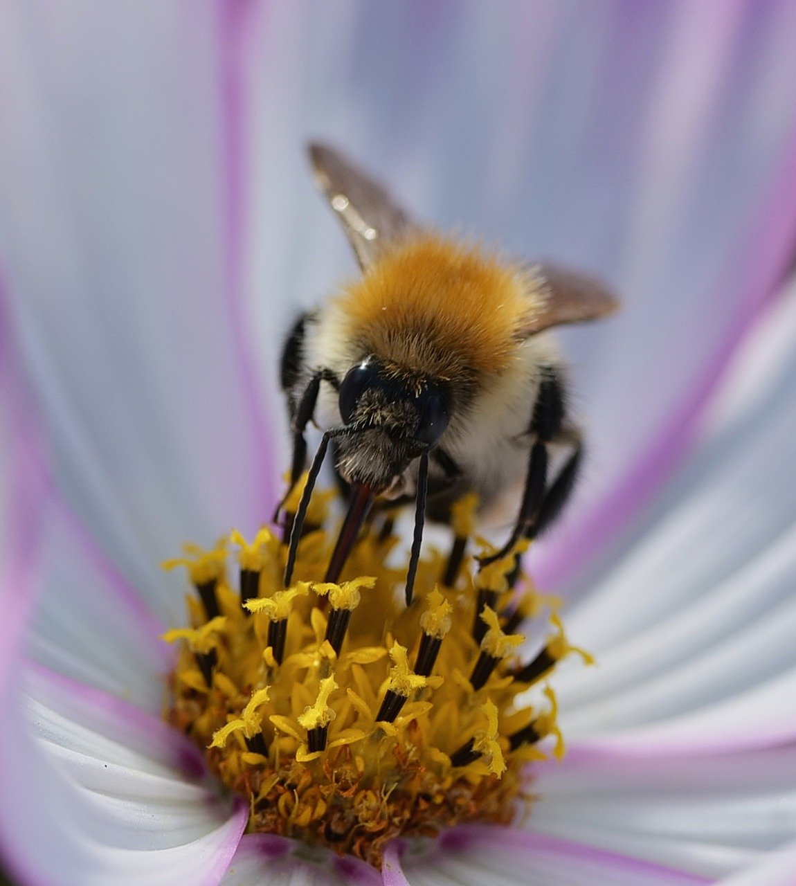 bumblebee, flower wallpaper, insect, flower background, close up, cosmea, jewelry basket, blossom, bloom, beautiful flowers, flower, nature, garden