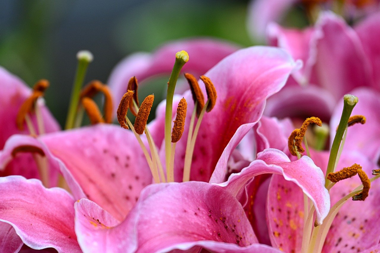 lilies, flower, flower wallpaper, blossom, bloom, flora, flower background, garden, plant, close up, petals, botany, mobile wallpaper, beautiful flowers, hd wallpaper, macro, nature