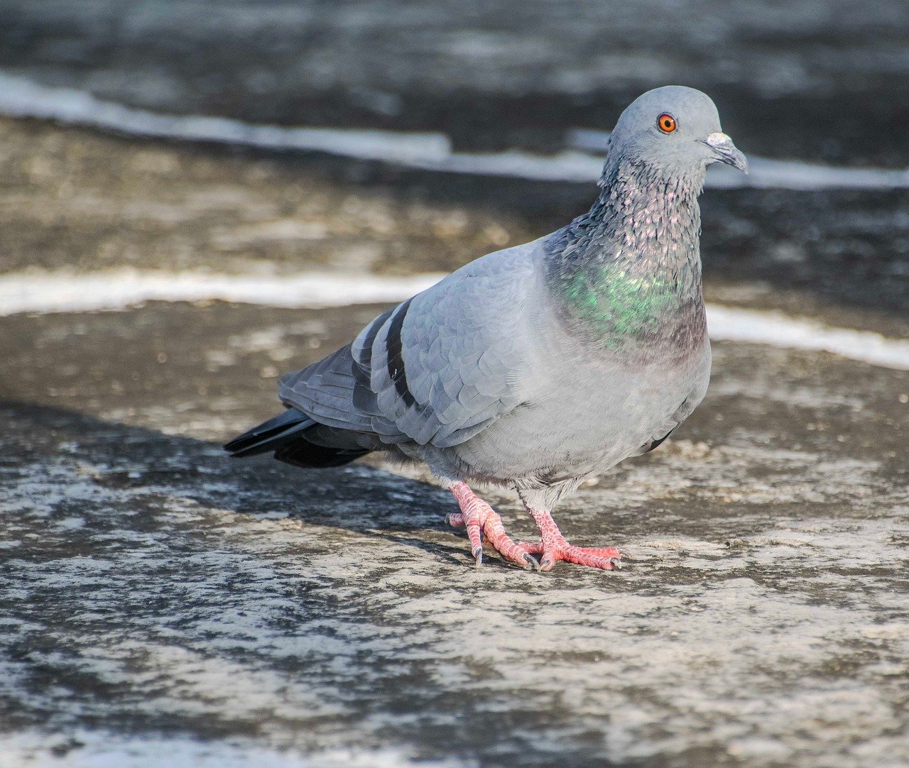 rock pigeon, pigeon, bird, animal, nature, dove, avian, ornithology, wildlife, perched, birdwatching, fauna, beak, plumage, species, feathers, rock, columbidae, urban