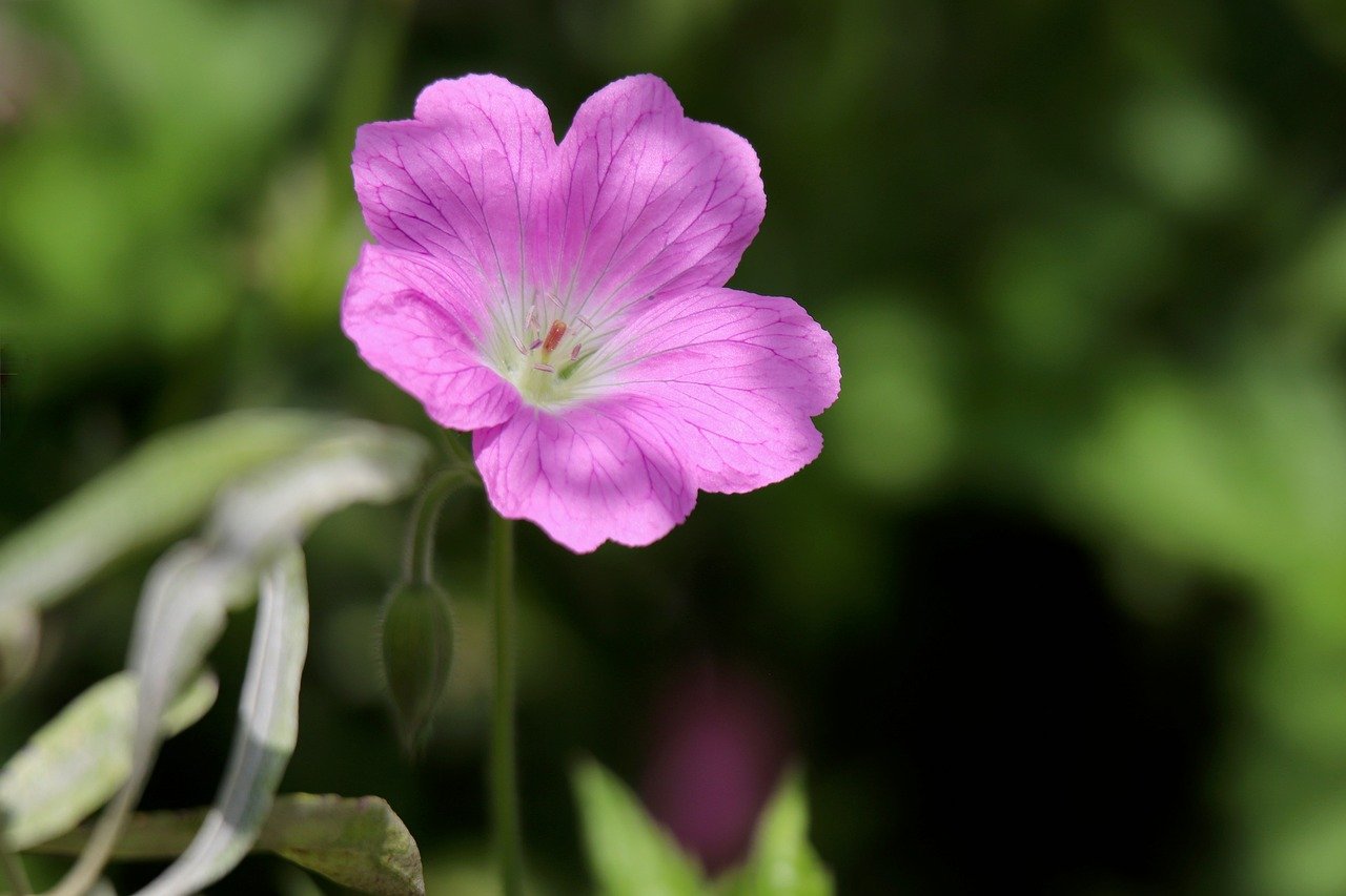 cranesbill, geranium, meadow cranesbill, pointed flower, meadow plant, blue flowers, petals, hd wallpaper, flora, flower wallpaper, beautiful flowers, background
