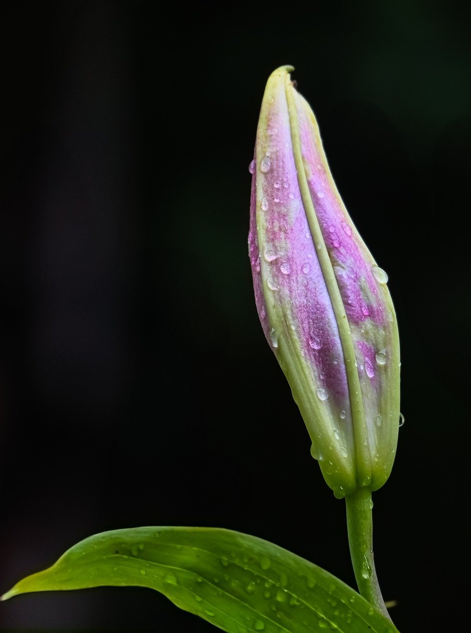 lilies, nature, flower, flower wallpaper, blossom, bloom, flora, garden, plant, close up, bud, botany