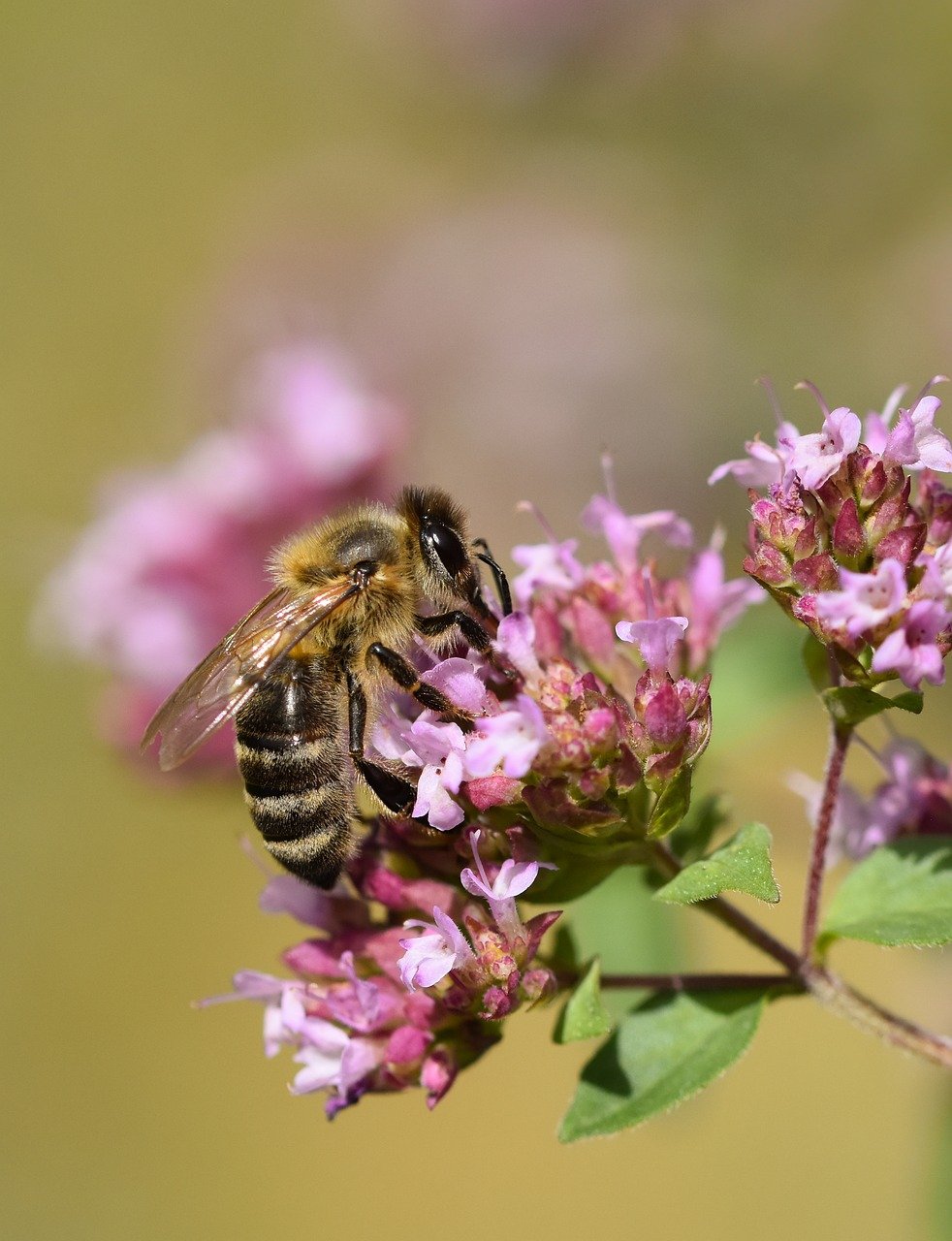 bee, insect, honey bee, nature, entomology, beautiful flowers, macro, pollen, pollination, flower, wildflower, close up, ecology, botany, flower background, blossom, bloom, wild animals, flower wallpaper, garden, summer, biodiversity