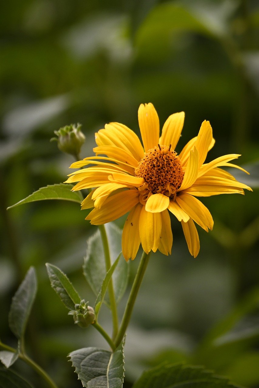 flower, yellow, nature, beautiful flowers, flower background, blossom, bloom, flora, petals, flower wallpaper, close up, plant