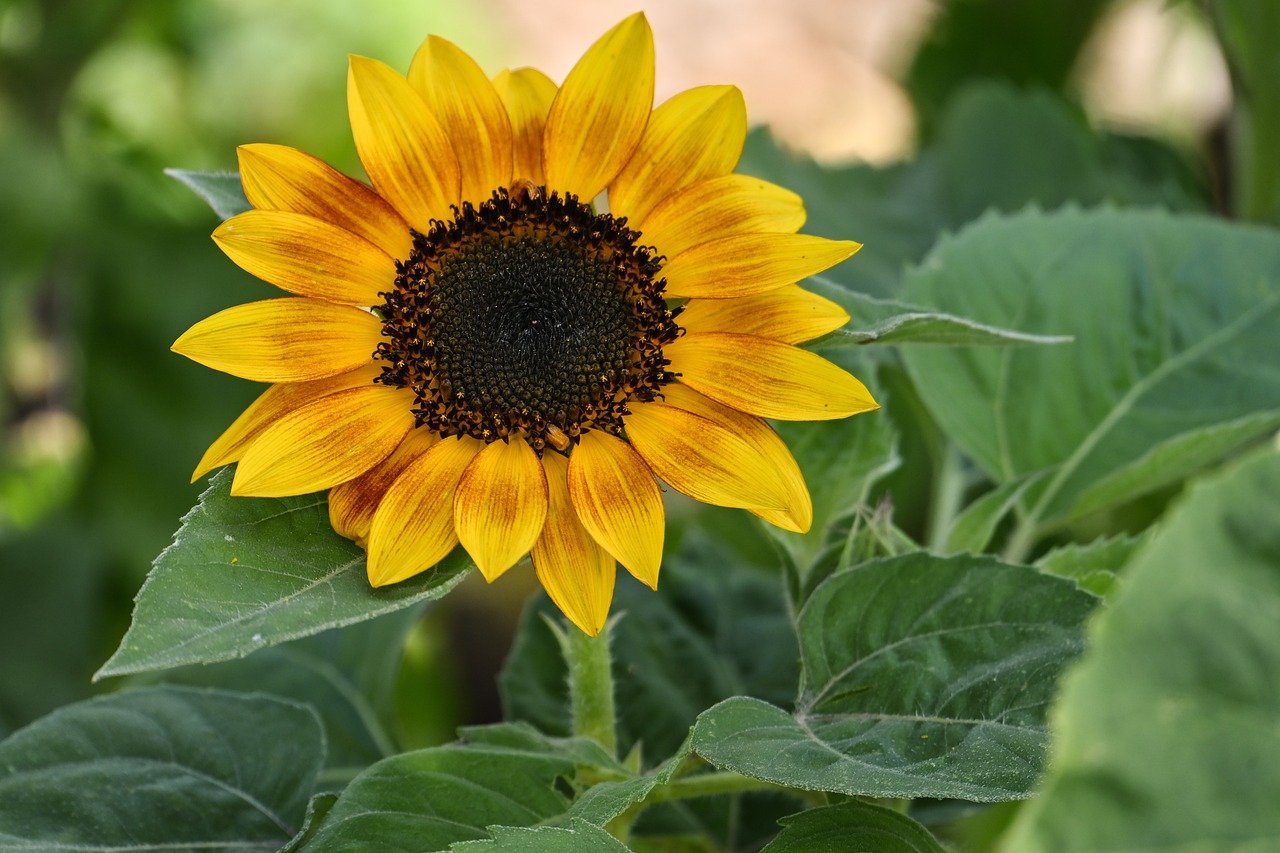 sunflower, nature, flower wallpaper, hd wallpaper, flower, beautiful flowers, flora, blossom, bloom, plant, petals, yellow, close up, flower background, sunflower seeds, pollen, botany, garden, summer