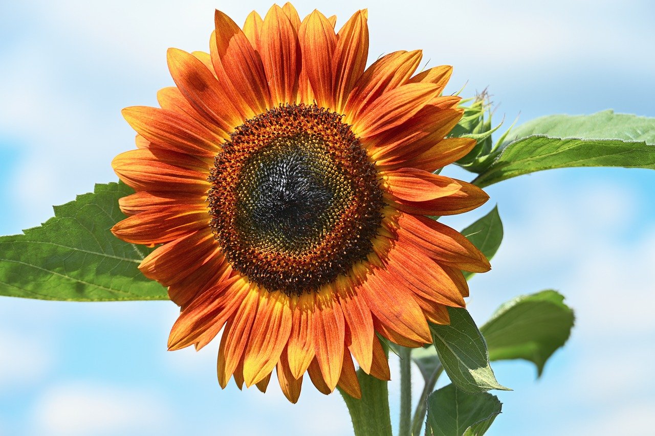 sunflower, nature, flower wallpaper, flower, flora, blossom, hd wallpaper, bloom, plant, petals, flower background, beautiful flowers, yellow, close up, sunflower seeds, pollen, botany, garden, summer