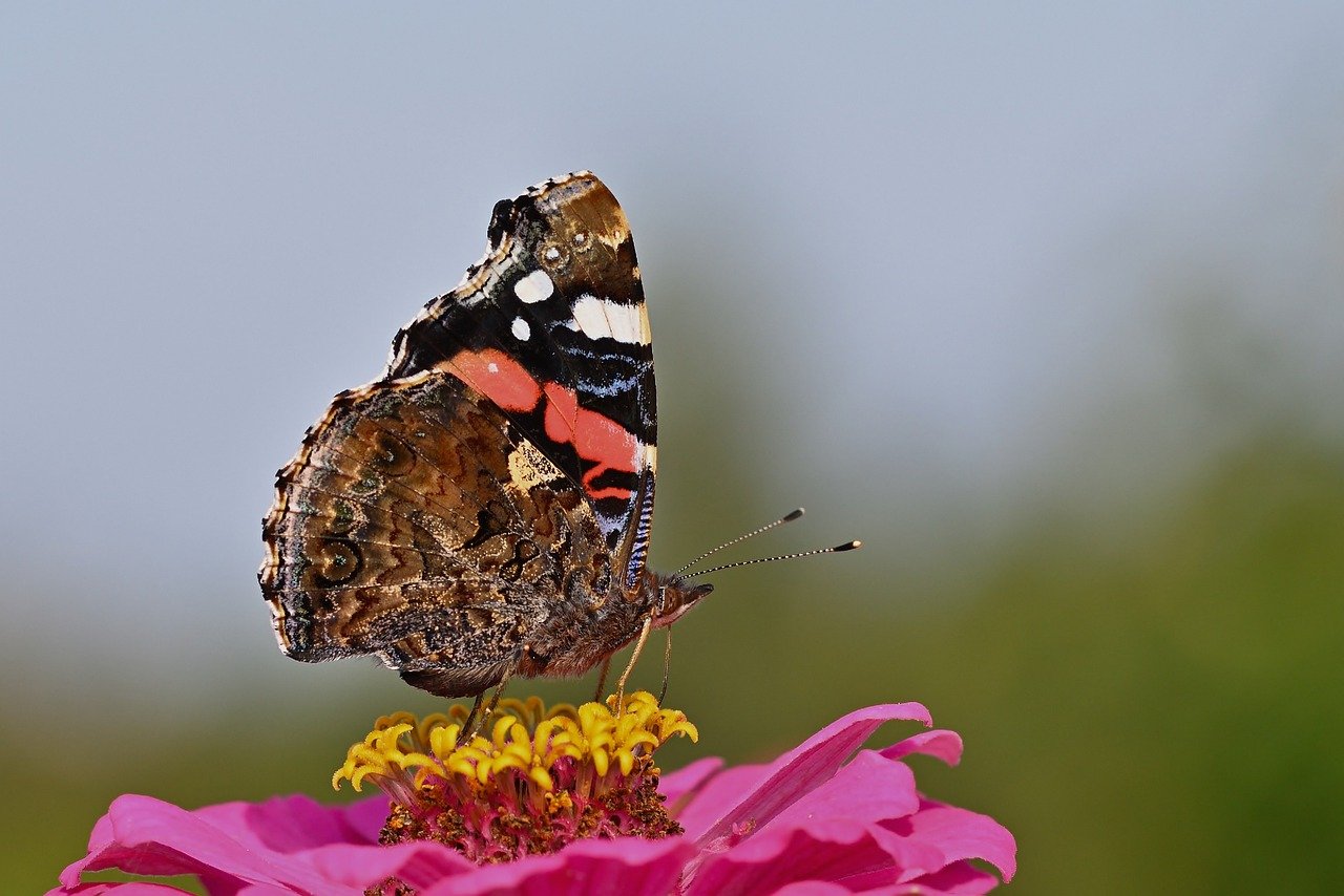 butterfly, admiral, wing, blossom, bloom, zinnia, close up, pollination, garden, hd wallpaper, nature, edelfalter, summer, butterflies, flower wallpaper