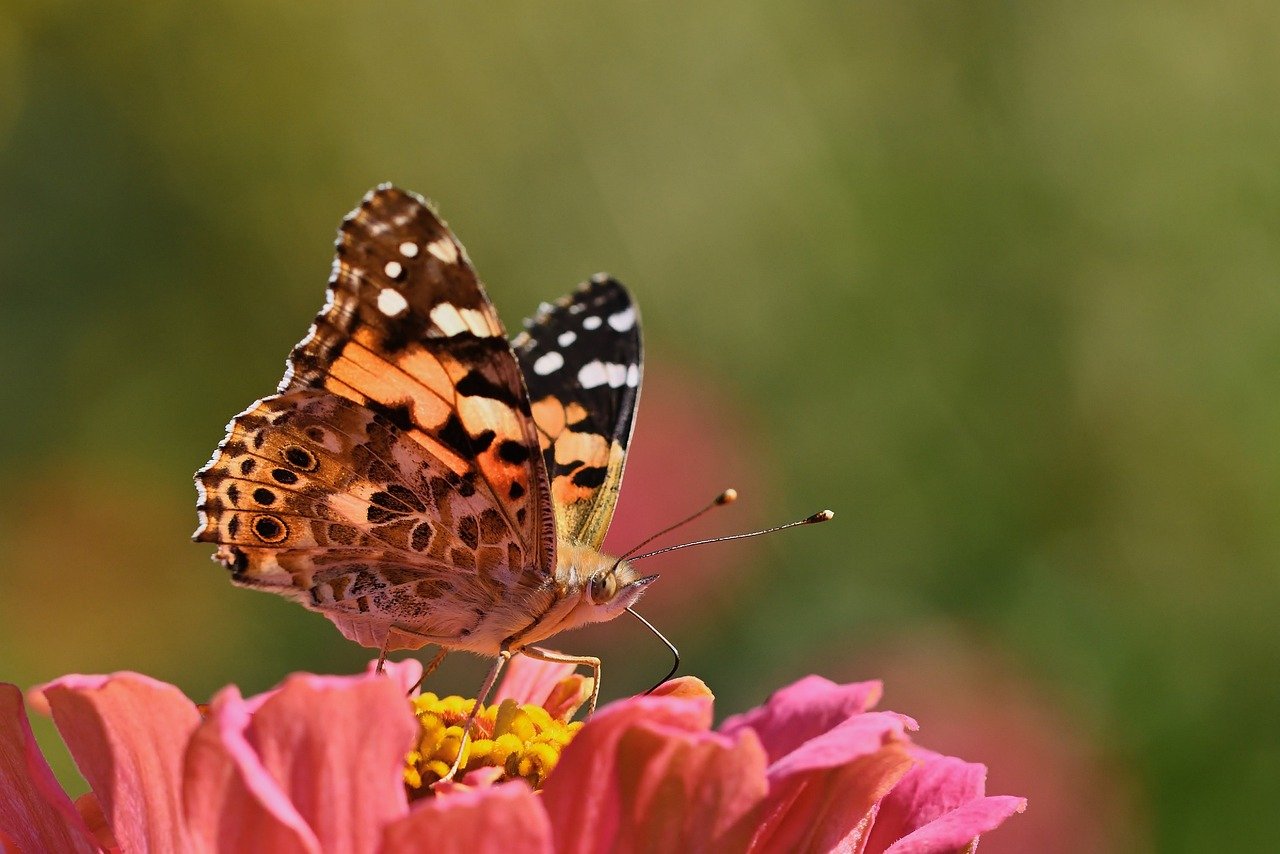 butterfly, vanessa cardui, zinnia, peregrine butterfly, close up, flower background, summer, butterflies, garden, flower, flower wallpaper, beautiful flowers, petals, nature