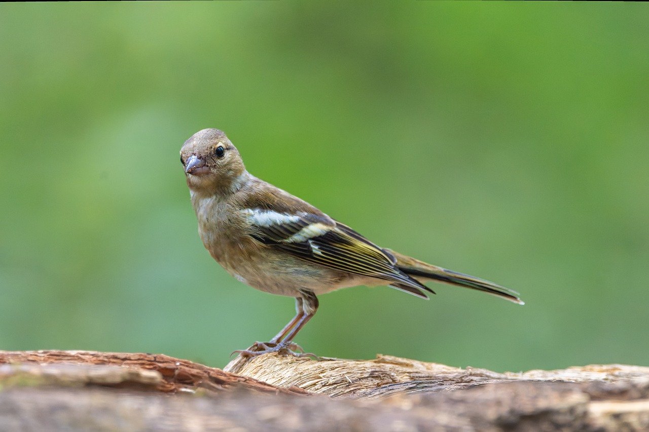 bird, bird watching, nature background, nature wallpaper, ornithology, nature, wildlife, hd wallpaper, finch, beautiful nature, chaffinch, plumage, beak, forest, looking for food, full hd wallpaper, enthroned, bokeh, old tree, female, summer, branch, side