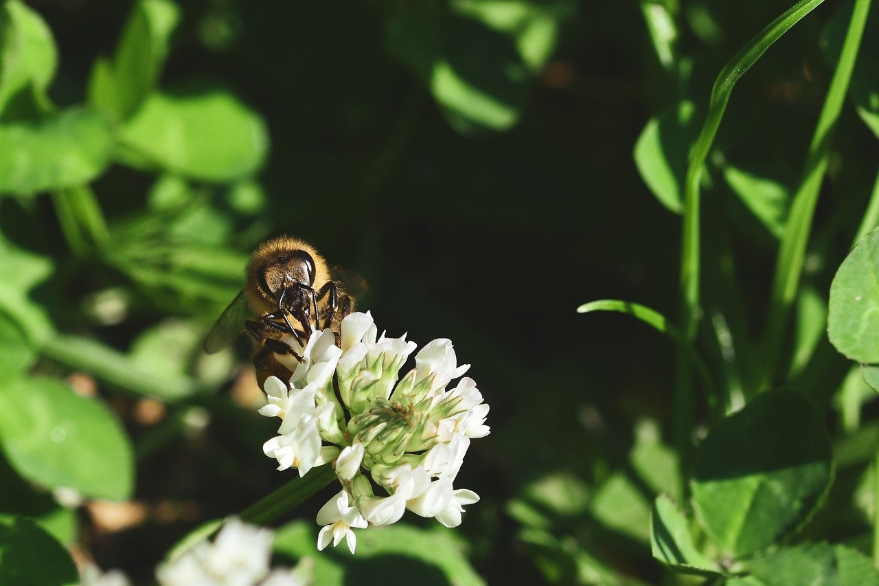 bee, hd wallpaper, insect, nature, macro, pollination, close up, honey bee, entomology, world bee day, blossom, bloom, flower, flower wallpaper, fauna, pollen, nectar