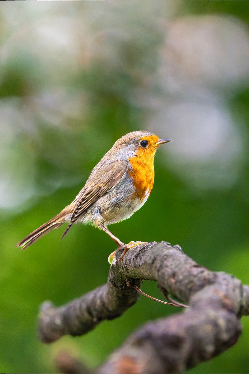 robin, bird, animal, european robin, feathers, wildlife, songbird, beak, plumage, tree, nature, bird watching, ornithology, background, beautiful wallpaper, bird wallpaper