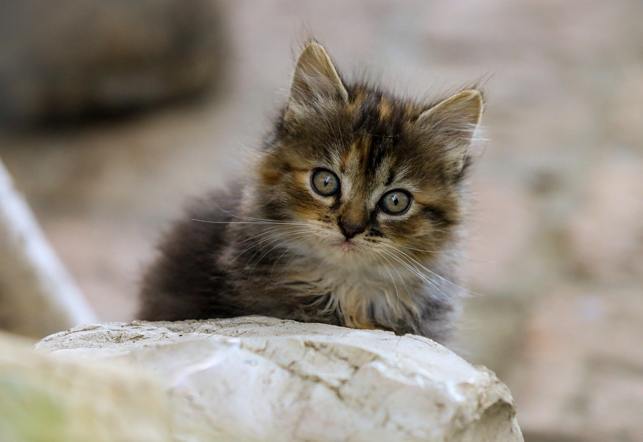 cat, domestic cat, animal, nature, portrait, pet, kitten, mammal, cute, head, animal portrait, eyes