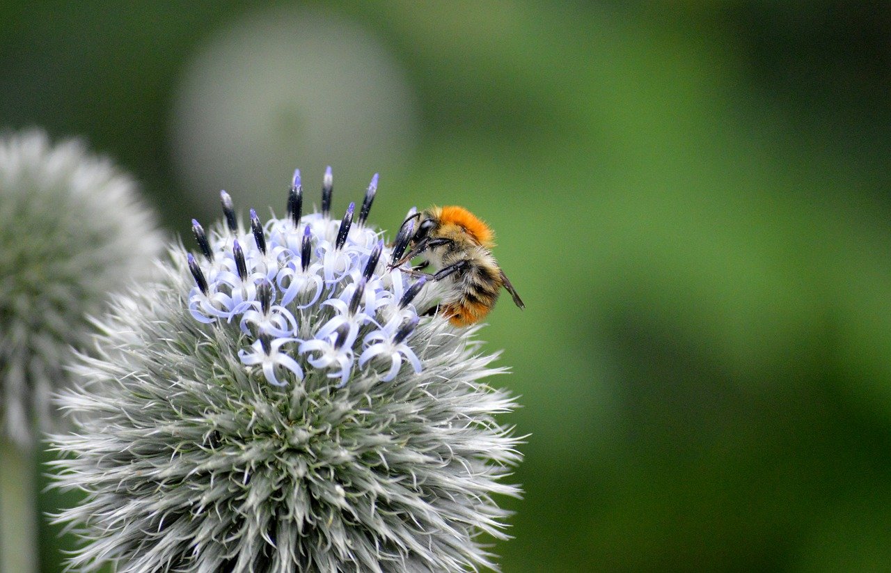 bumblebee, insect, animal, bee, tree bumblebee, ball thistle, banater globe thistle, echinops bannaticus, blossom, bloom, flowering plant, nectar, pollination, ornamental plant, nature, garden, close up, thistle, wildflower, wild plant, nature wallpaper