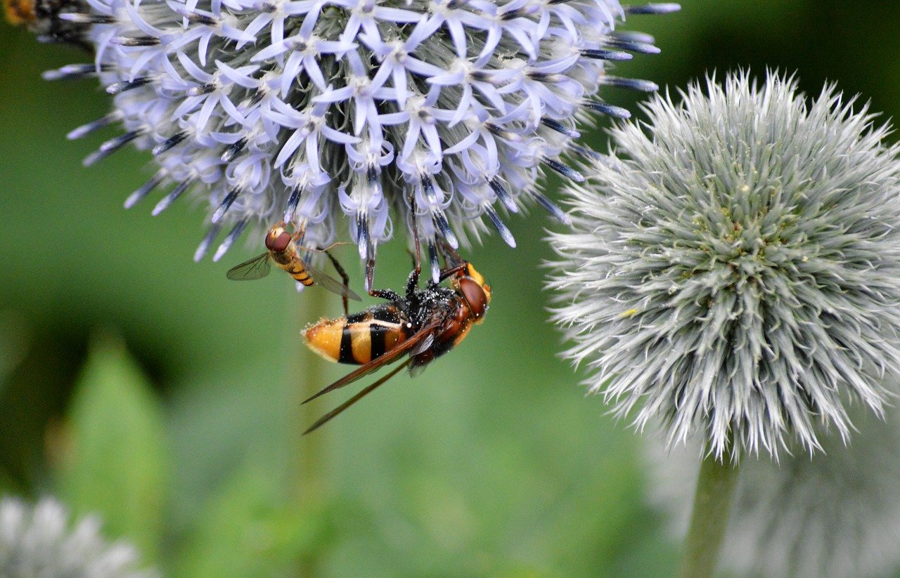 hornet hoverfly, large forest hoverfly, giant bumblebee hover fly, girdled hoverfly, hover fly, insects, ball thistle, banater globe thistle, echinops bannaticus, blossom, bloom, flowering plant, nectar, pollination, ornamental plant, nature, garden, close up, thistle, wildflower, wild plant, nature wallpaper