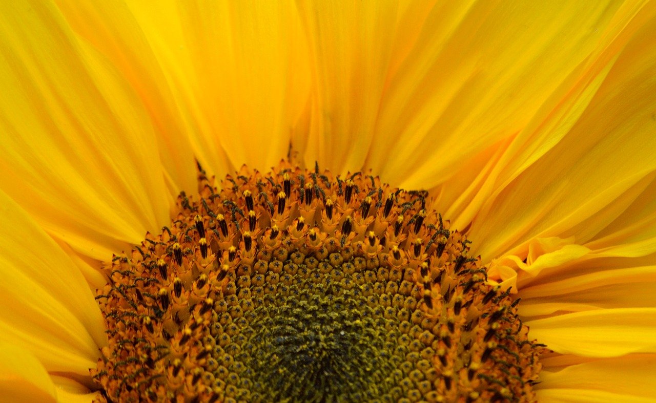 sunflower, blossom, bloom, plant, nature, yellow, summer, close up, macro, petals, nature wallpaper, flower wallpaper, tubular flowers, hd wallpaper, sunflower seeds, floral background