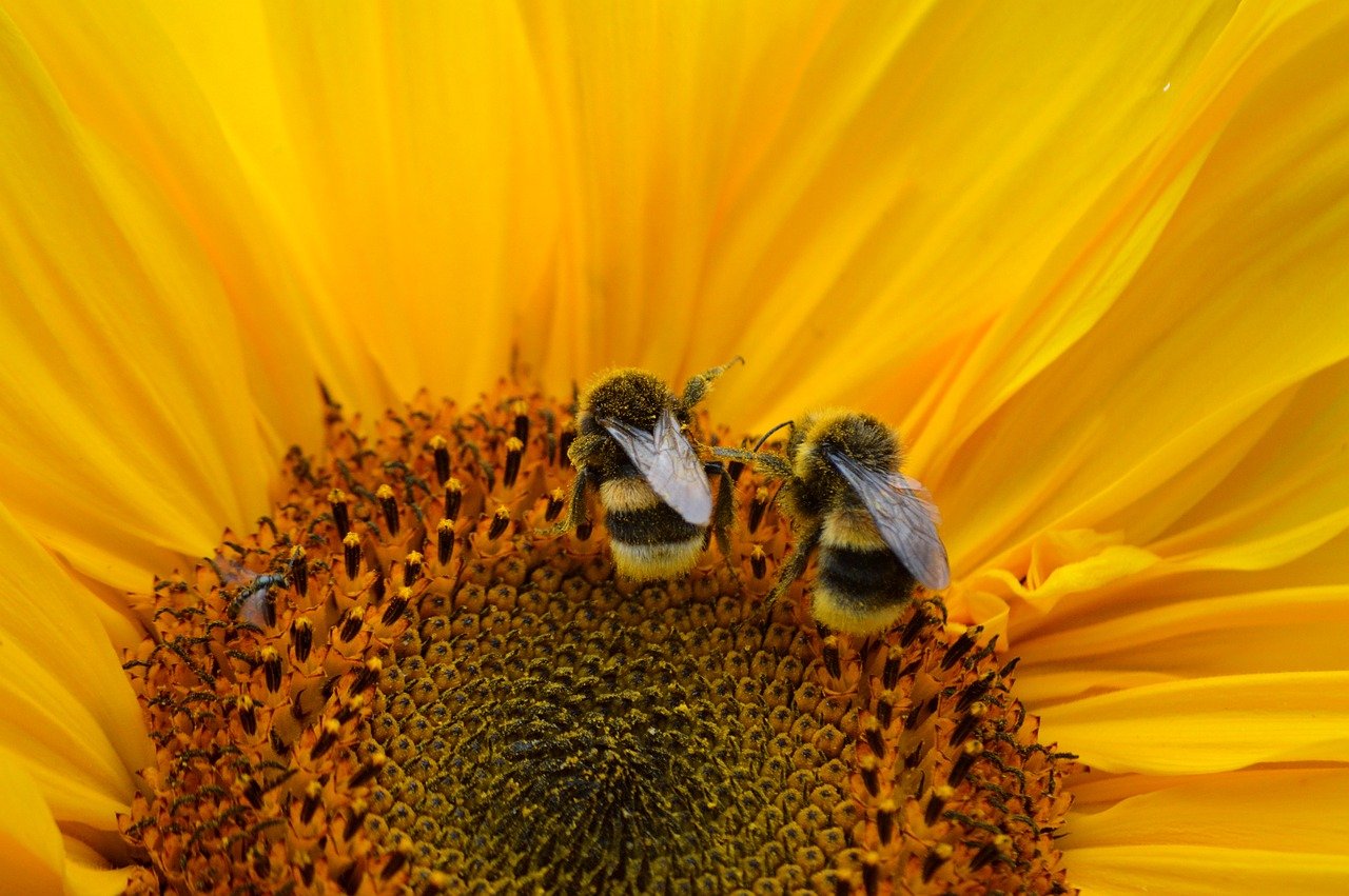 bumble, insects, animals, bees, pollen, nectar, foraging, sunflower, blossom, bloom, plant, nature, hd wallpaper, yellow, summer, close up, macro, petals, nature wallpaper, flower wallpaper, tubular flowers