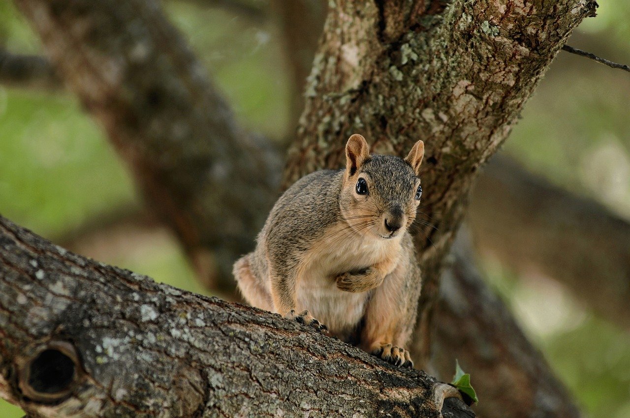 squirrel, nature, animal, rodent, wildlife, mammal