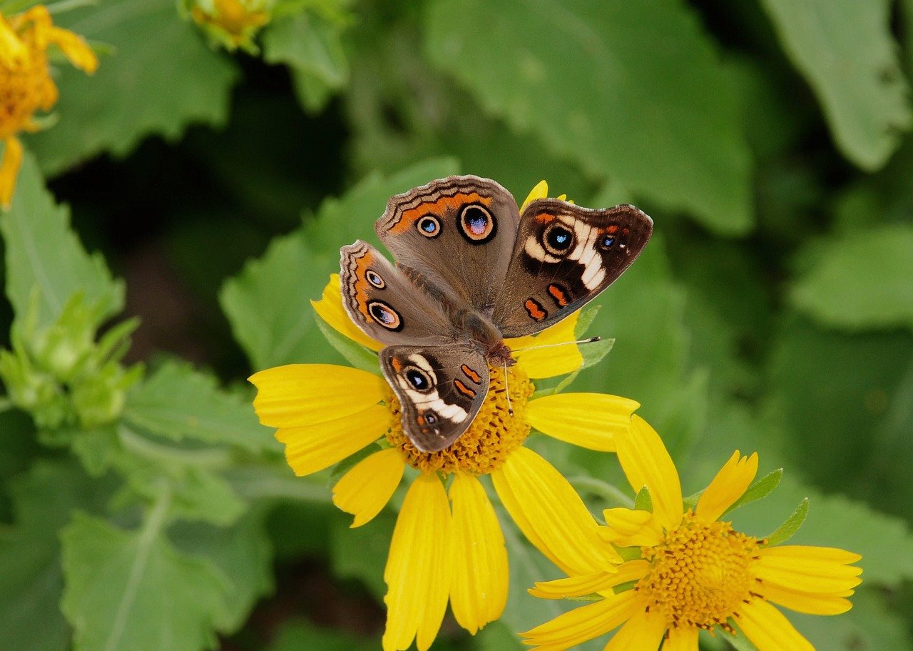 butterfly, nature, insect, wings, wildlife, flower