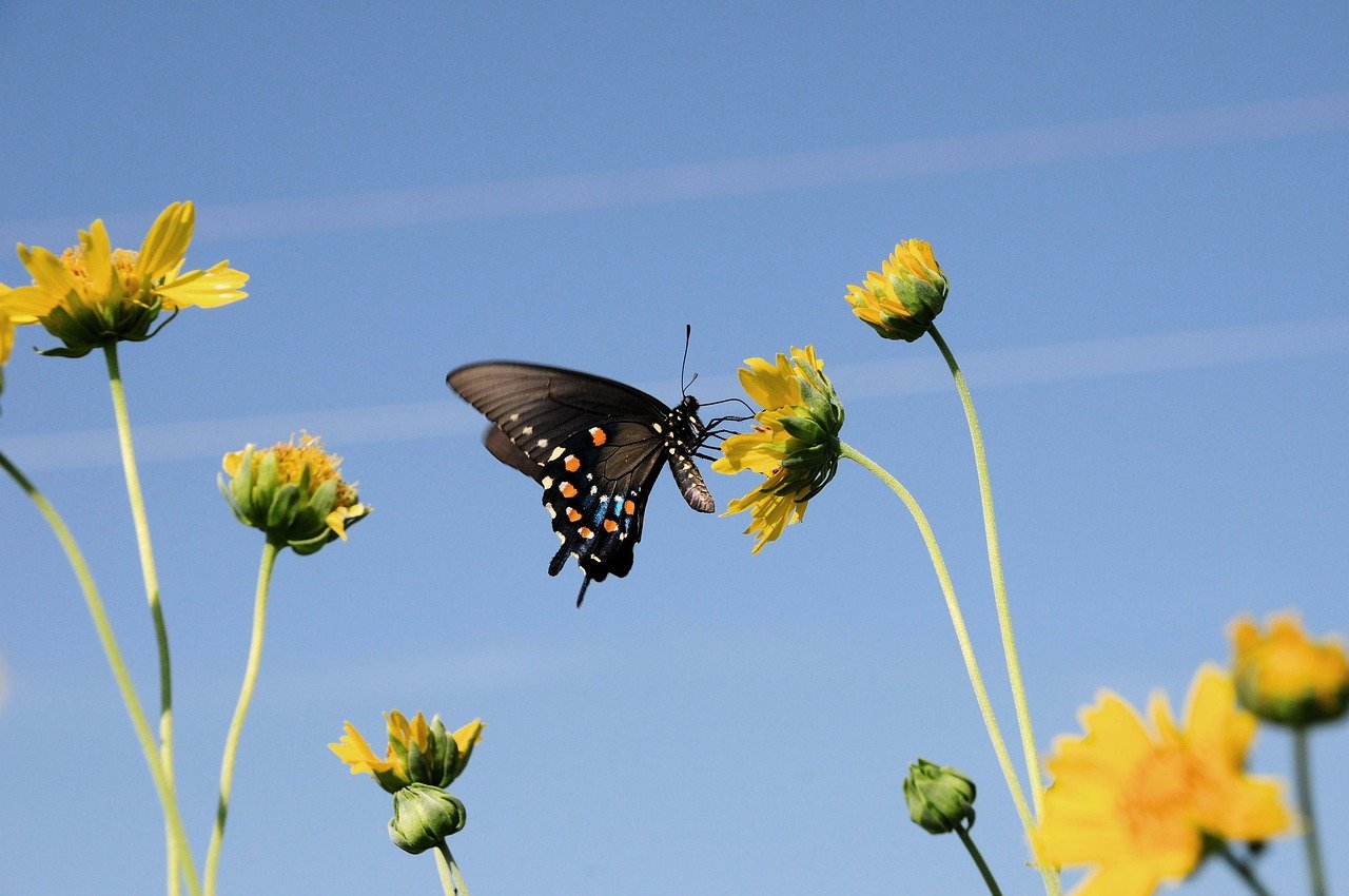 butterfly, nature, beautiful flowers, insect, flower wallpaper, flower background, wings, wildlife, flower