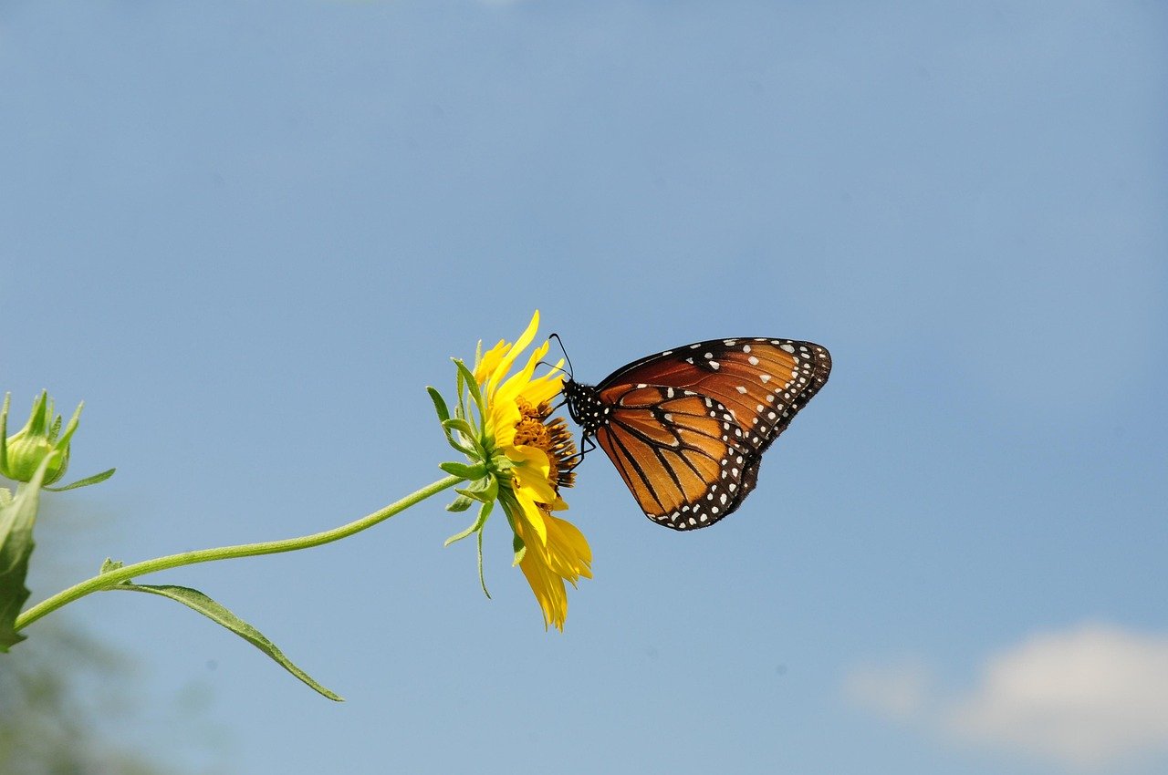 butterfly, flower background, insect, wings, wildlife, beautiful flowers, flower wallpaper, flower, nature