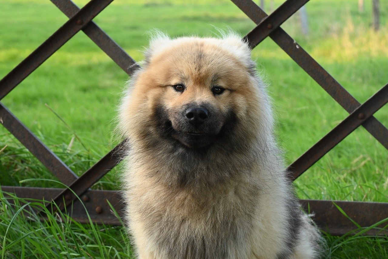 hond, dier, hoektand, eurasier, mascotte, zoogdier, olaf, schattig