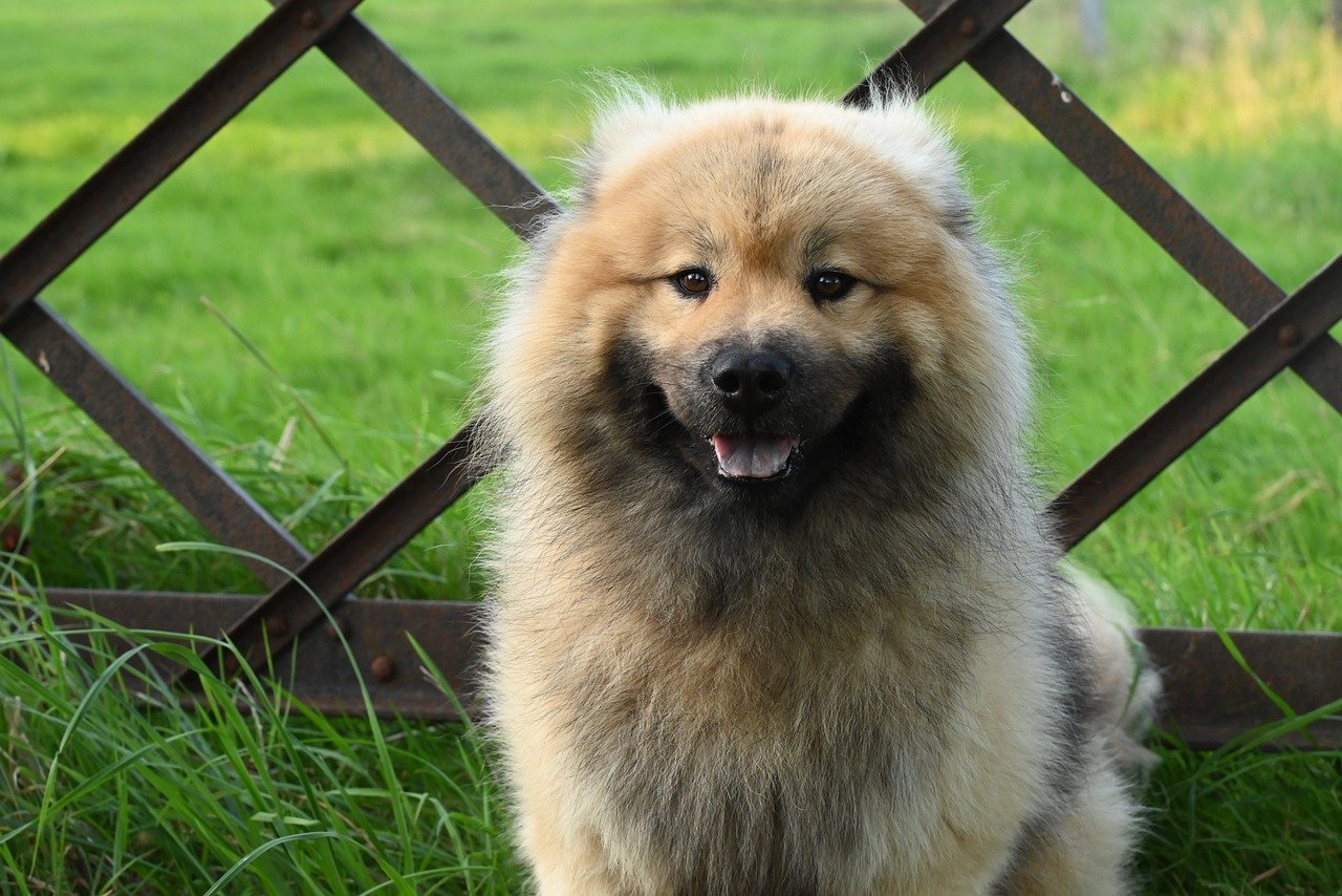 hond, hoektand, eurasier olaf, dier, natuur