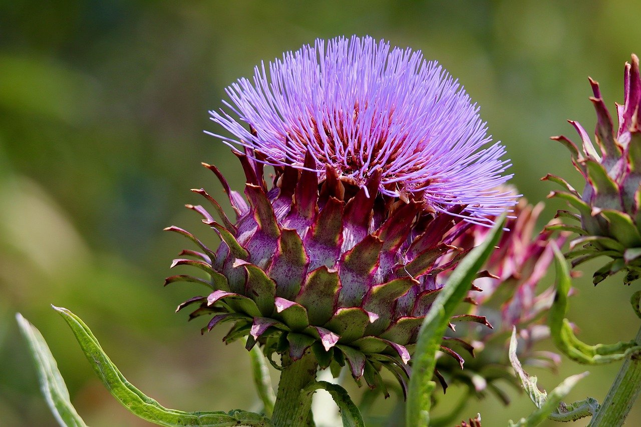 artichoke, vegetables, food, artichoke flower, artichoke leaves, bio, nature, healthy, plant