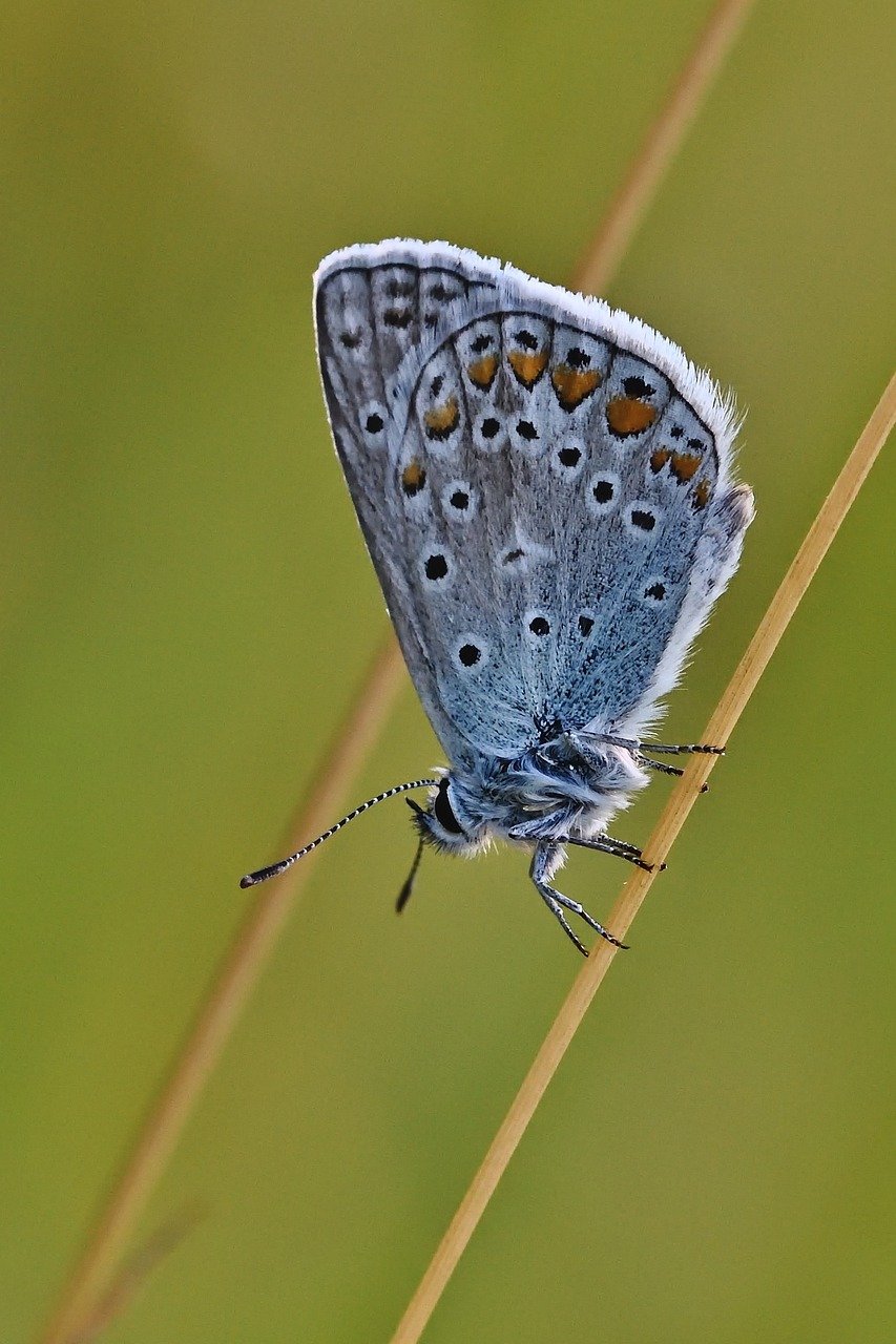 butterfly, common blue, meadow, butterflies, bluish, summer, close up, grass, wing, sunrise, nature