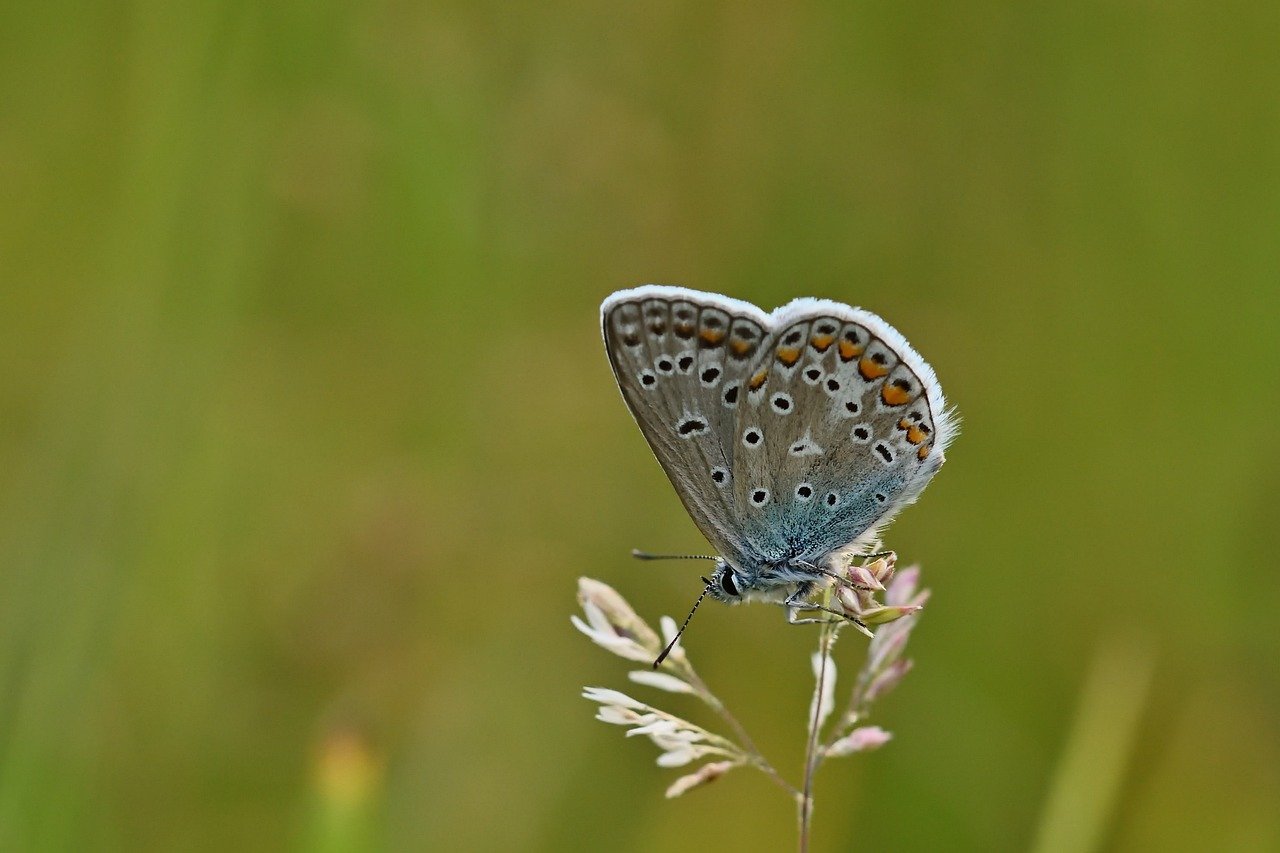 butterfly, common blue, meadow, butterflies, bluish, summer, close up, grass, wing, sunrise, nature