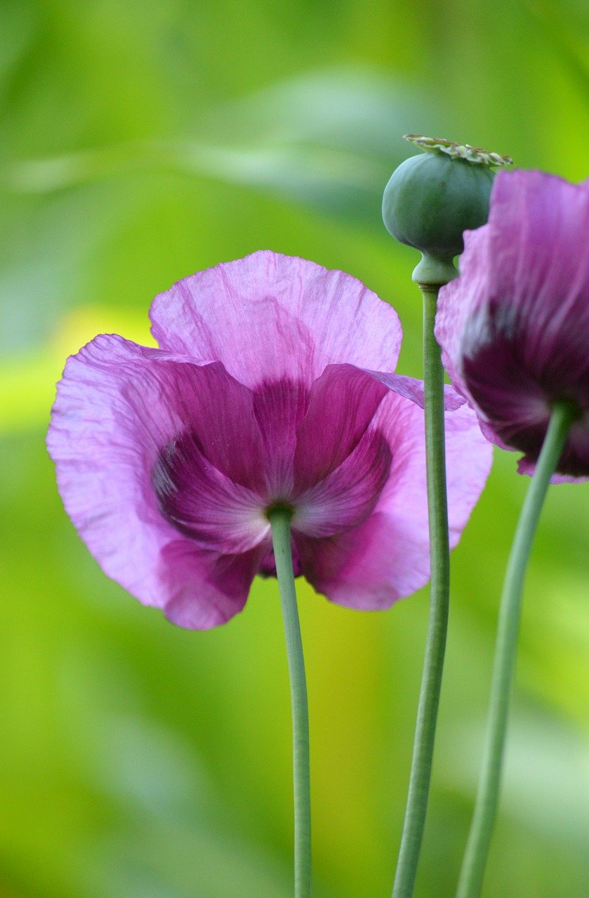 poppies, poppy flowers, poppy seed capsule, seed pod, opium poppy, poppy, papaver, medicinal plant, poppy plant, nature, floral background, flower wallpaper, mobile wallpaper, flower, blossoms, flora