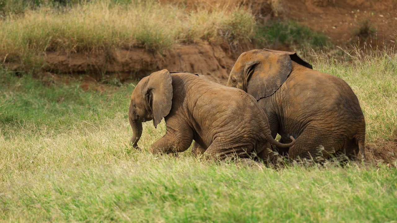 elephants, safari, africa, wildlife, kenya, samburu, national park, childs