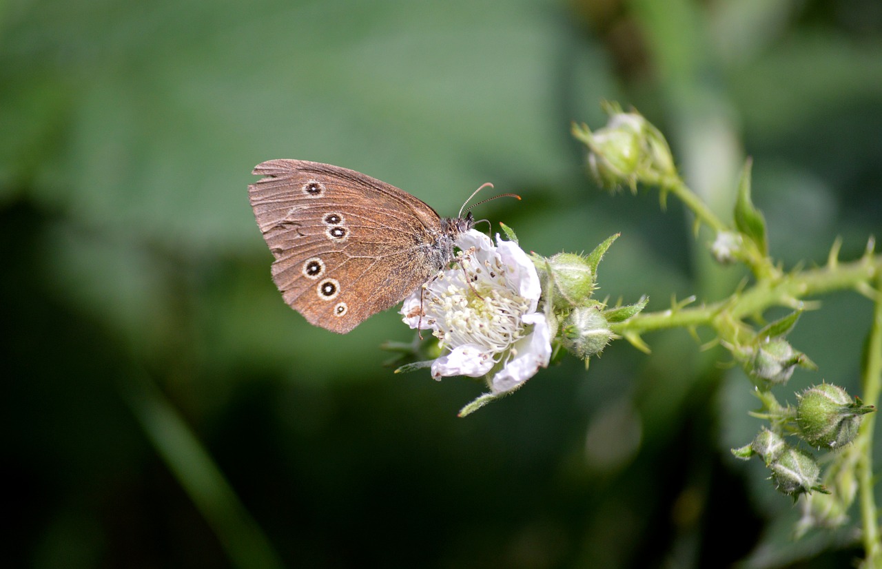 butterfly, brown forest bird, chimney sweeper, edelfalter, insect, entomology, nature, blossom, bloom, blackberry blossom, animal, nectar, foraging, hd wallpaper, nature wallpaper, butterflies, flower wallpaper, wildlife