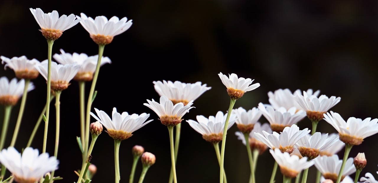 daisies, nature, flower meadow, bloom, meadow, white, flower background, summer, petals, flower wallpaper, flower, beautiful flowers, blossoms, plant, hd wallpaper, flora, close up, pointed flower, wildflowers