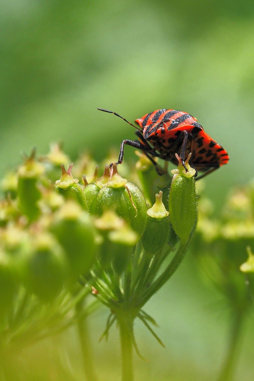 strip bug, insect, close up, striped, insect photo, macro, blossom, bloom, mobile wallpaper, phone wallpaper