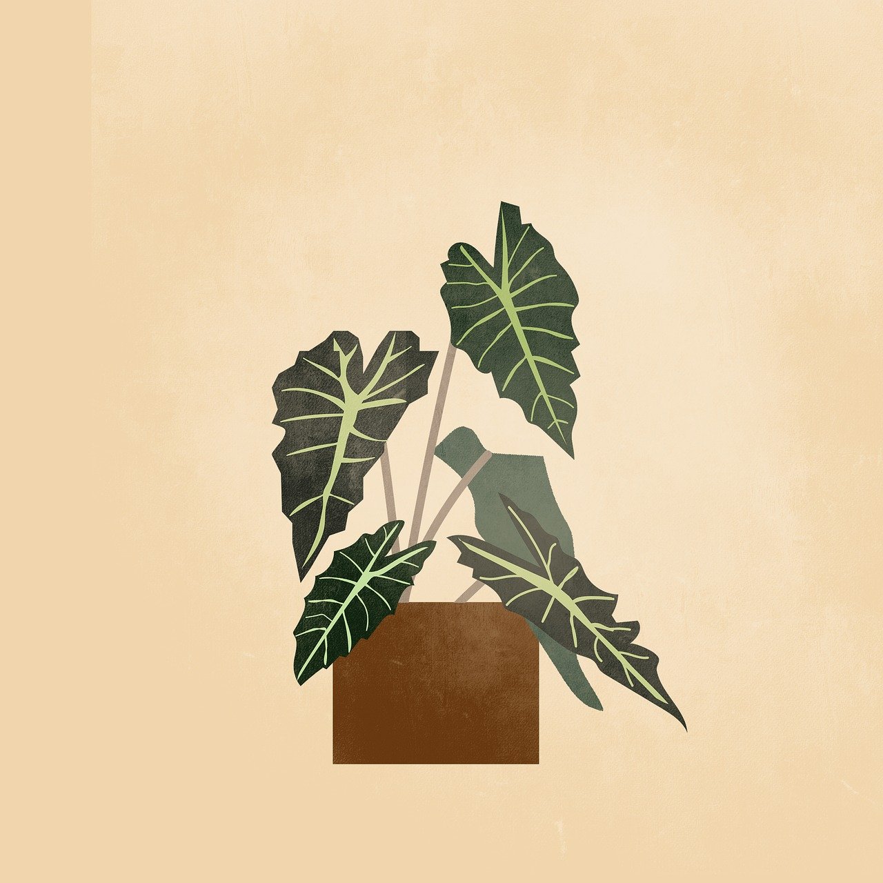 plantas, boho, bohemio, hermoso fondo de pantalla, dibujo, naturaleza, sale de, planta de casa, antecedentes