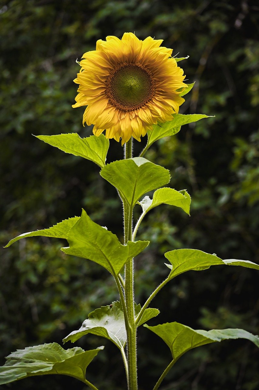 sunflower, nature, flower wallpaper, flora, flower, blossom, bloom, plant, petals, yellow, close up, pollen, garden, botany, summer, macro