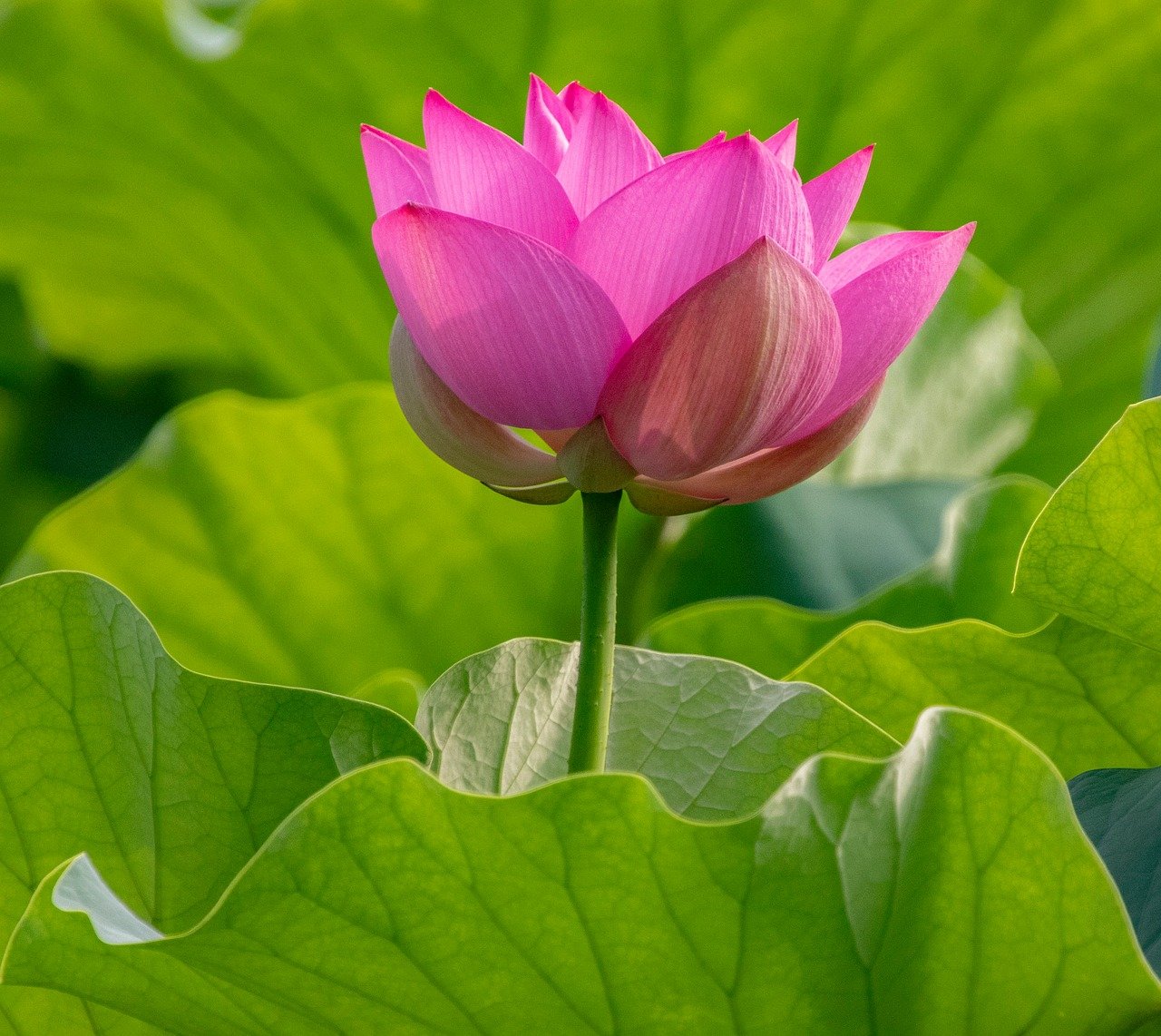 lotus, flower background, flower, pond, plant, bloom, beautiful flowers, flora, flower wallpaper, nature, petals, blossom, pink, summer