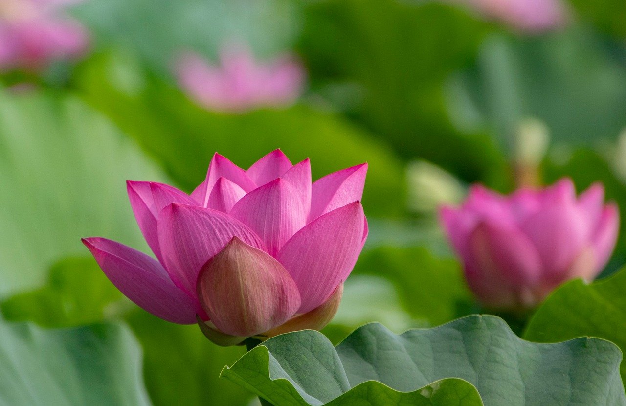 lotus, beautiful flowers, flower, nature, pond, plant, bloom, flora, petals, blossom, pink, flower wallpaper, flower background, summer