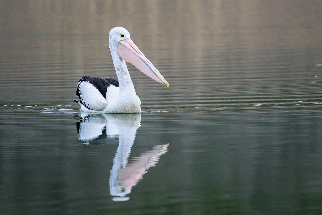 australian pelican, pelican, bird, waterbird, wildlife, wild, nature, lake, water, river, bill, wings, australia, reflection, calm, mood, lone, atmospheric