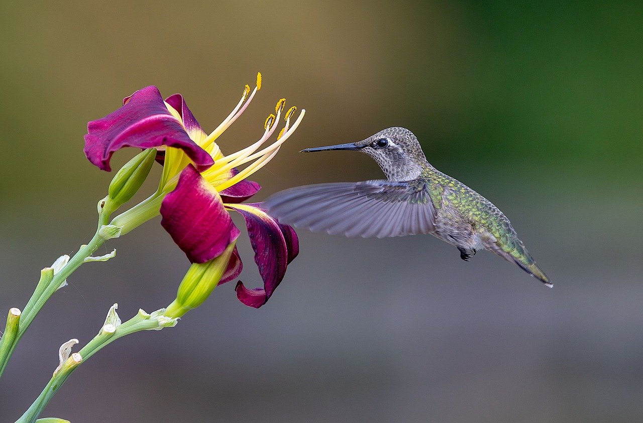 anna's hummingbird, hummingbird, bird, nature, wildlife, flower background, flower wallpaper, avian, beautiful flowers, wings, flowers, garden, flying