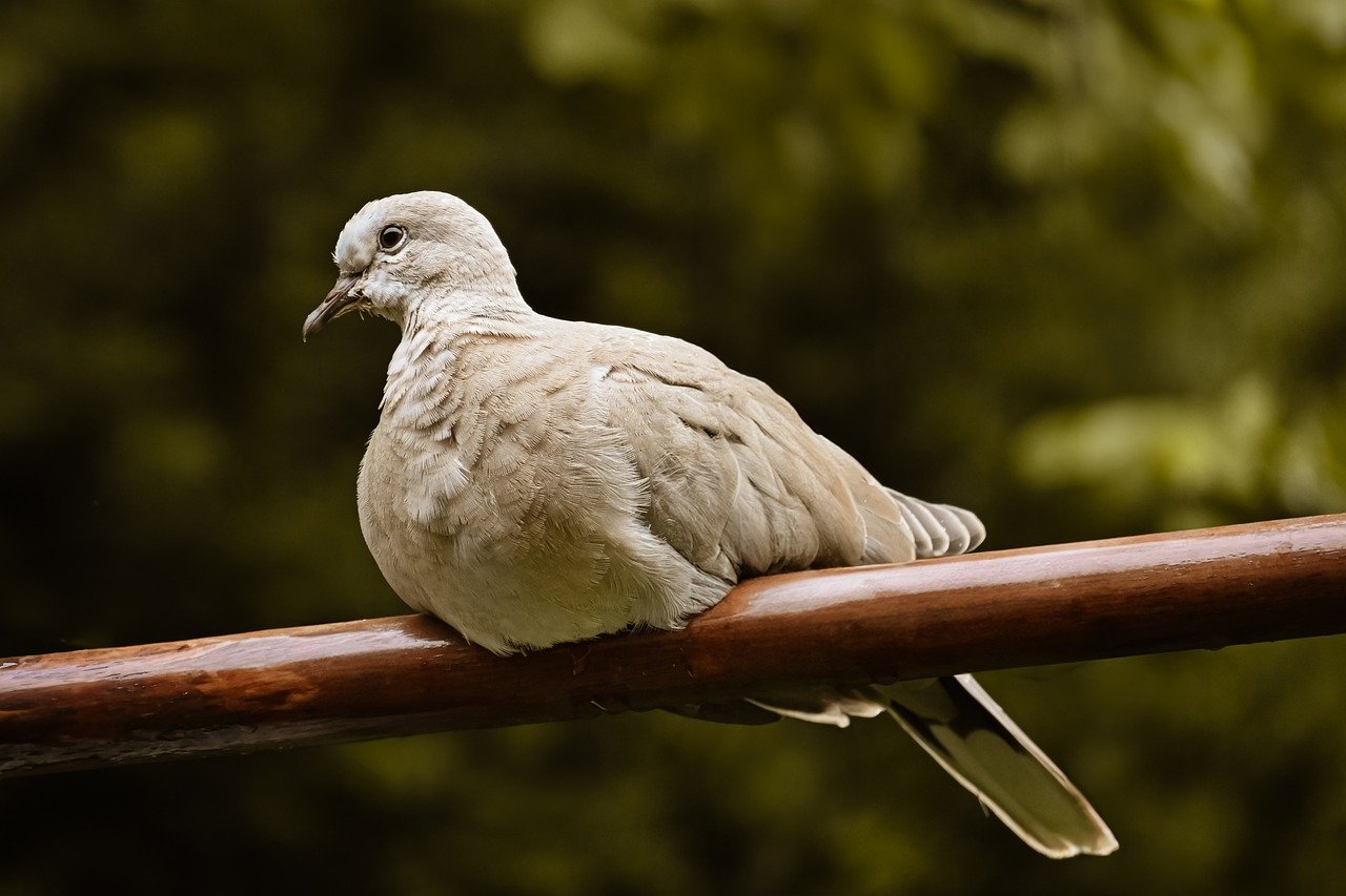 turkey pigeon, dove, nature, bird, animal, wildlife, garden, feathers, plumage, foraging, portrait, city pigeon, ornithology, flugtier, poultry