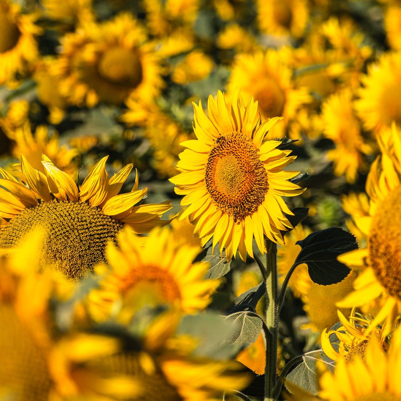 sonnenblume, feld, landschaft, floraler hintergrund, landwirtschaft, ackerland, golden, schöne tapete, grün, wachstum, idyllische, natur, draussen, pflanze, ländlich, sommer, sommer hintergrund, sonnenblumenfeld, sonnig, beschwingt, hintergrund