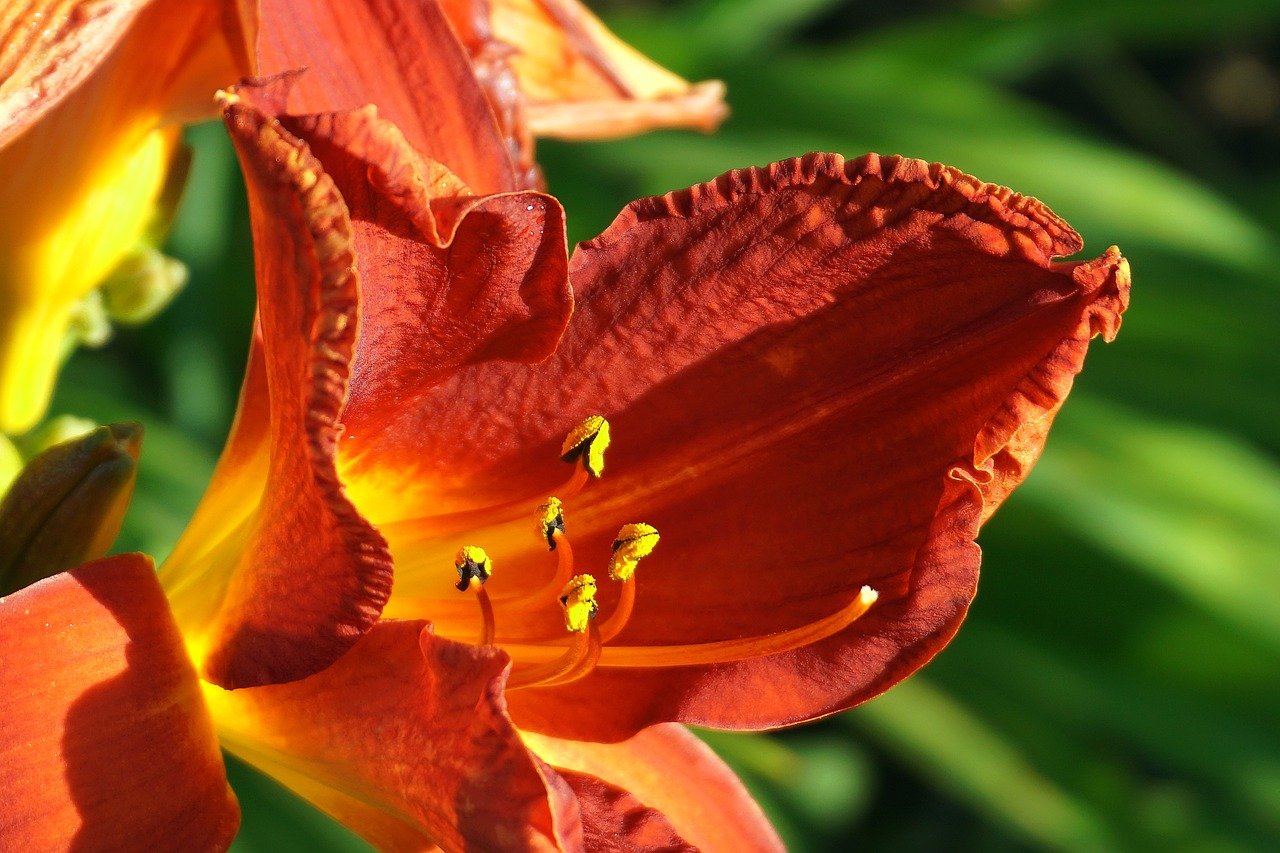 flower, lily, botany, breakfast cereals, growth, macro, nature, stamen, flora, plants, close up, garden, lilies, orange lilies, plant wallpaper, orange flowers, summer garden, decorative flowers, inflorescence, nature wallpaper, lilium