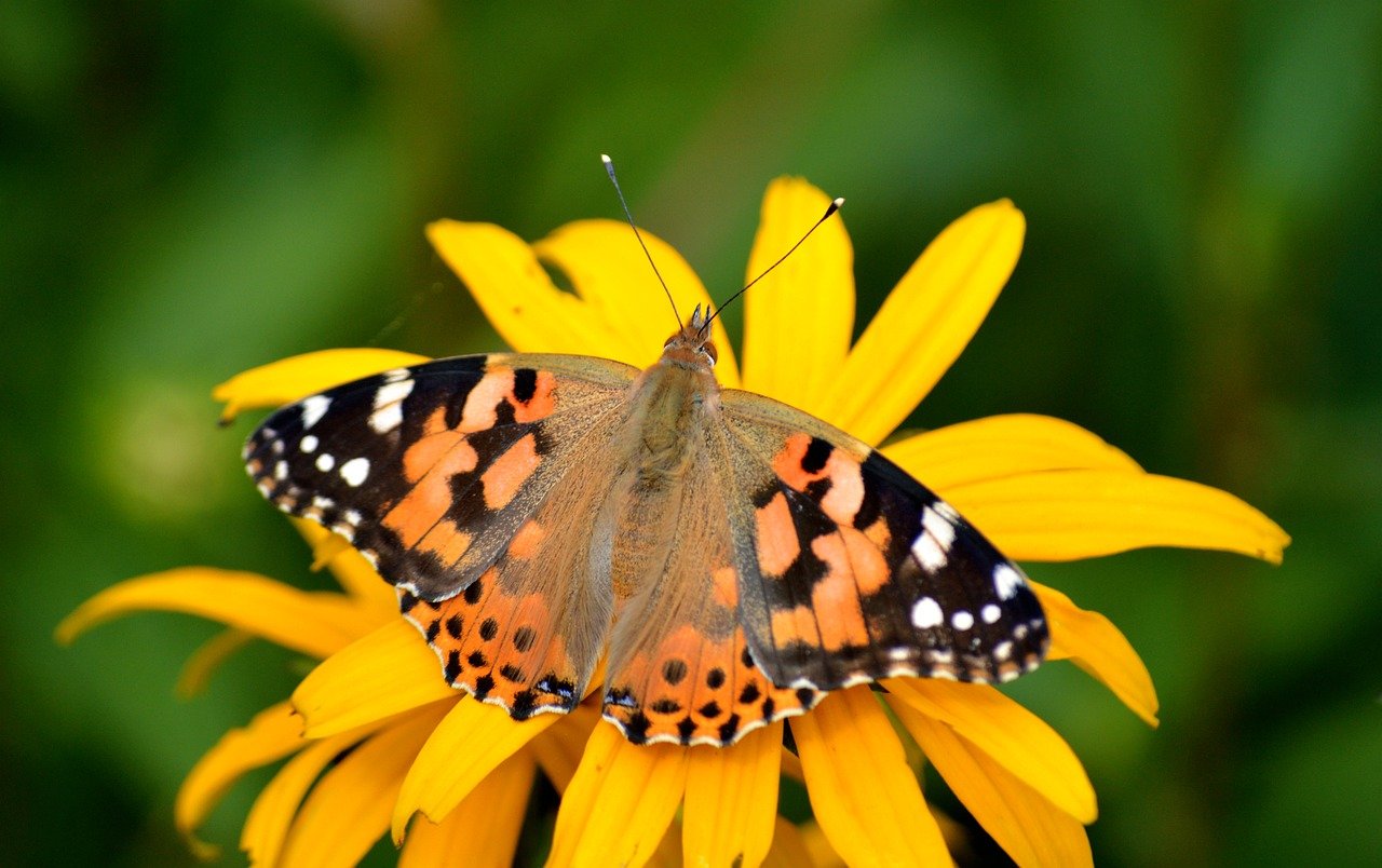 butterfly, vanessa cardui, vanessa, edelfalter, insect, entomology, nature, blossom, bloom, coneflower, yellow sun hat, strange mock sun hat, yellow mock sun hat, yellow hedgehog head, flower, animal, nectar, foraging, nature wallpaper, butterflies, wildlife
