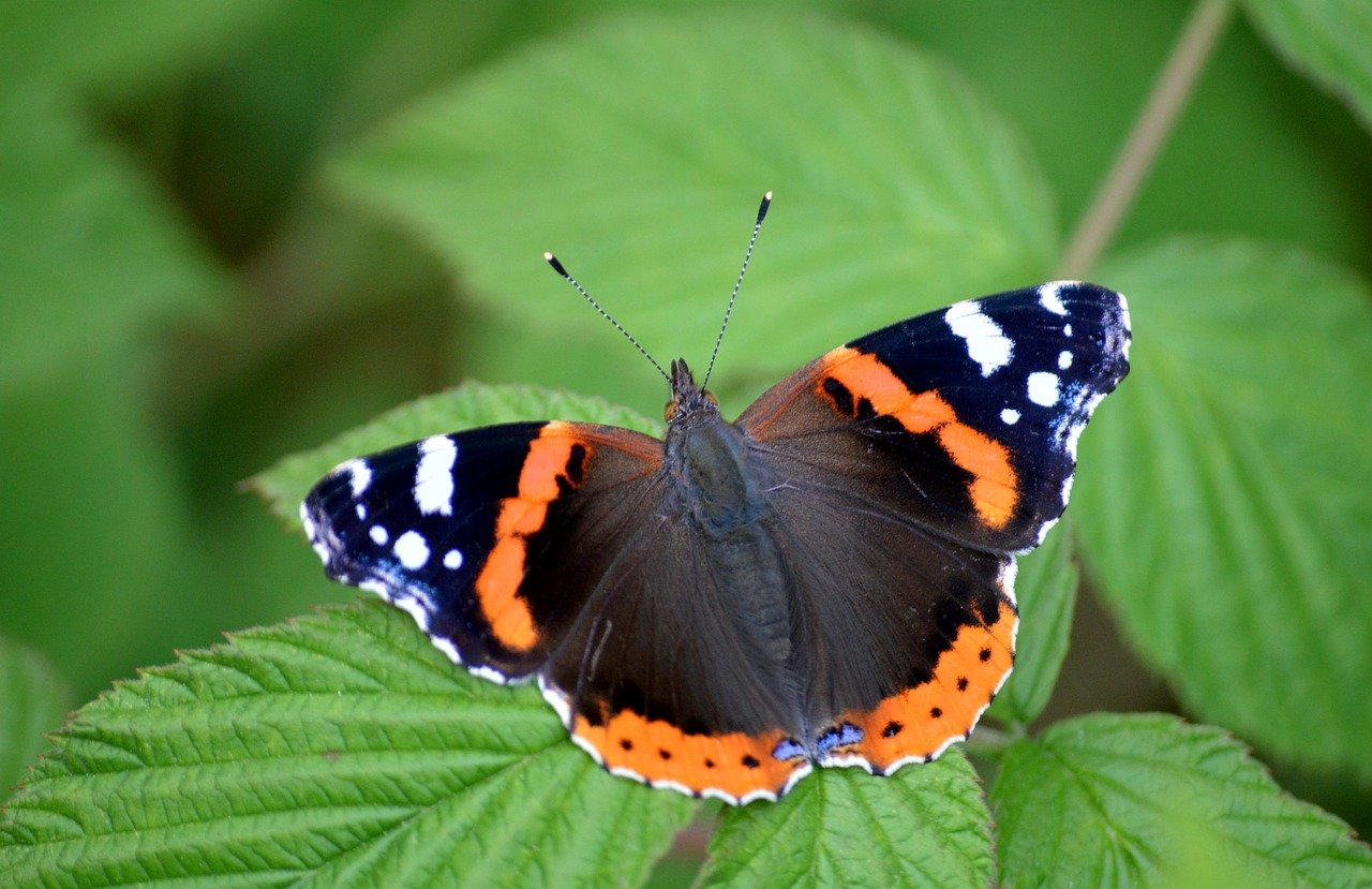 butterfly, admiral, edelfalter, insect, animal, vanessa atalanta, entomology, species, butterflies, red admiral, fauna, hd background, only, close up, wildlife, animal world, foraging, leaves, green leaves